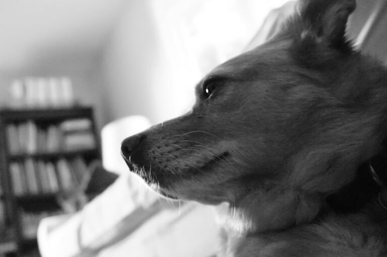 Starting a Pet Grooming Business with Limited Funds Pet Grooming